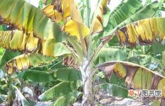 【香蕉】香蕉枯萎病的危害症状和防治方法