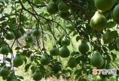 【柚子】种植柚子树的促花促果方法介绍