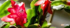 【花期】蟹爪莲花期施肥的方法 蟹爪莲花期的养护方法