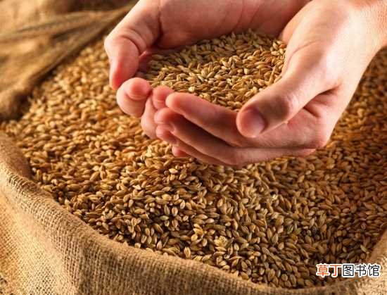 【营养】小麦的营养价值 营养成分