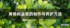 【杨树】黄杨树盆景的制作与养护方法