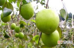 【种植】青枣的高产种植技术和栽培管理要点