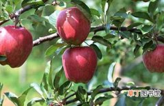【苹果树】苹果树黄叶病怎么办？苹果树黄叶病的危害症状及防治方法