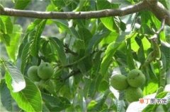 【桃树】核桃树的水肥管理事项