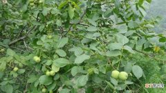 【桃树】核桃树的种植方法