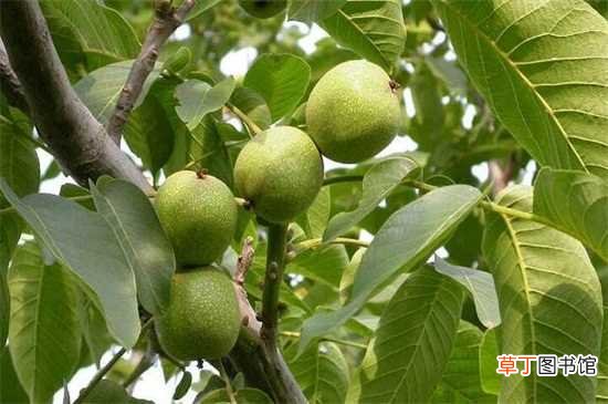 【桃树】核桃树的种植方法