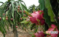【种植】火龙果的种植技术和田间管理要点