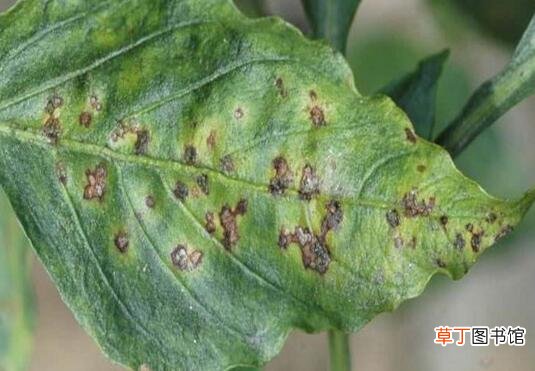 【病虫害】散尾葵的病虫害防治，学会六种简单且有效的防治方法有哪些？