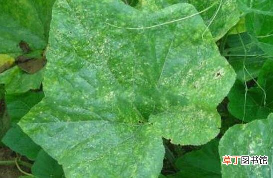【病虫害】散尾葵的病虫害防治，学会六种简单且有效的防治方法有哪些？