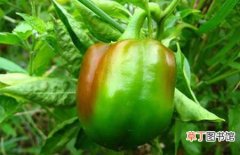 【产地】辣椒的原产地和种植历史介绍