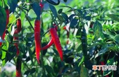 【种子】辣椒种子价格及种植方法介绍