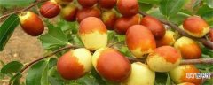 【结果】枣树几年结果：枣树种类不同结果时间不同 如何让枣树结果更多