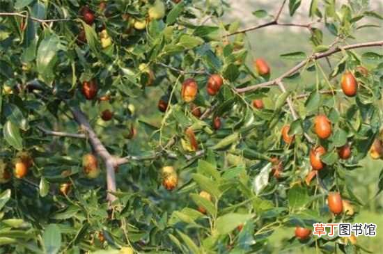 【结果】枣树几年结果：枣树种类不同结果时间不同 如何让枣树结果更多