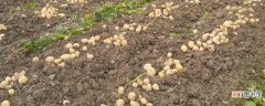 【种植】土豆的种植时间和方法：种植时间 翻新土壤
