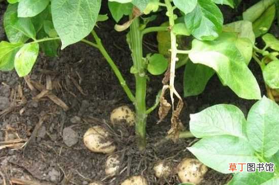【马铃薯】马玲薯什么时候种：马玲薯10～12月份种 马铃薯的种植方法