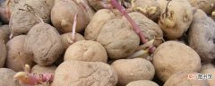 【马铃薯】马玲薯什么时候种：马玲薯10～12月份种 马铃薯的种植方法
