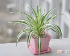 【室内】10种适合室内养的植物