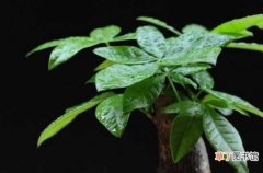 【效果】室内空气加湿效果好的植物：发财树 散尾葵