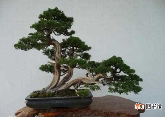 【树】十大盆景名贵树种排名，松柏长青/是最佳盆景选择树种：柏类 松类