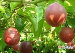 【香】百香果怎么种植？百香果的种植方法和栽培技术