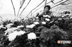 【花】河北省河间市柳林村大力发展高效花卉种植 取得了良好的经济效益