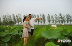 【花】江苏淮海农场开发野生水生花卉种植资源