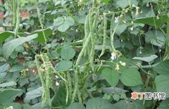 【种植】阳台种植四季豆的方法和日常管理要点