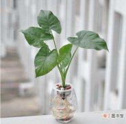 【植物】水培植物用透明花瓶还是不透明的花瓶