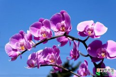 【蝴蝶兰】河州牡丹—蝴蝶兰的养殖方法和注意事项有哪些？
