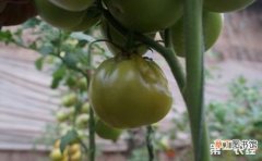 【番茄】番茄软腐病症状表现有哪些？