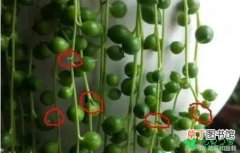 【珍珠吊兰】盆栽珍珠吊兰养殖方法有哪些？