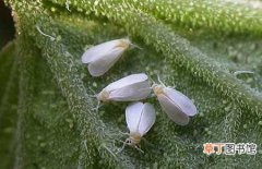 【方法】害虫白粉虱的危害症状及防治方法