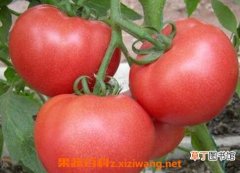 【番茄】吃番茄的禁忌 吃番茄要注意什么