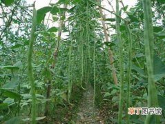 【种植】长豆角怎么种植？长豆角种植时间和种植方法介绍