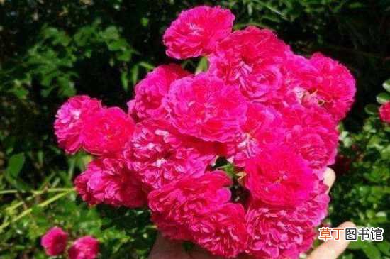 【花】红木香花在北方活吗：红木香花在北方能活 红木香的越冬方法