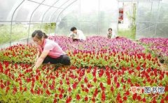 【花】未来10年暴利行业 养殖花卉赚百万