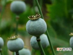 【花】罂粟花怎么种植？罂粟花的种植方法和栽培技术