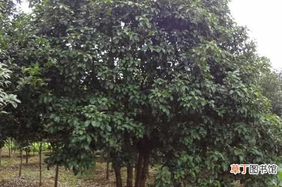【桂花树】3米多高的桂花树短截方法