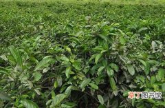 【树】茶树种植中茶芽瘿蚊的危害症状及防治方法