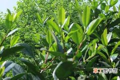 【茶】苦丁茶高产种植技术和栽培管理要点