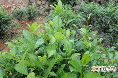 【树】茶树种植的茶籽直播和茶苗移栽方法