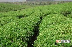 【树】茶树矮化密植技术和种植管理要点