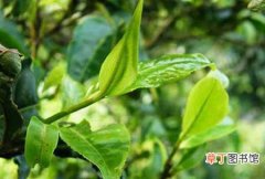 【树】茶树神泽氏叶螨的危害症状及发生规律