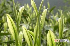 【茶】白茶园的建设要点和种植管理技术