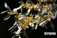 【花】沙枣花的生态习性和主要分布区域介绍