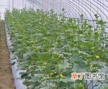 【蔬菜】“温室大棚”蔬菜种植技术的科学管理