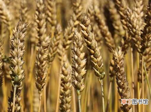 【种植】小麦传统粮食作物 种植的方法是什么