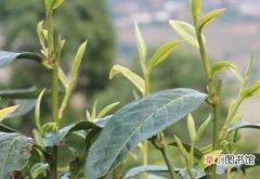 【茶】种植茶叶树 需要满足一些种植条件