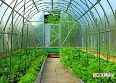 【蔬菜】温室大棚蔬菜种植技术 做好这些