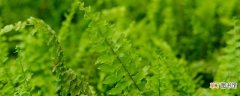 【植物】波士顿蕨类植物怎么养，可以剃头吗